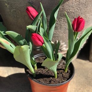 Meet your Posher, Shontel